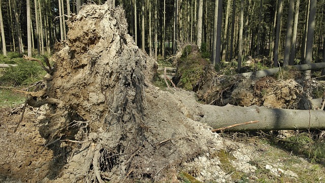 Professional Flood Cleanup in Coral Springs: Safeguard Your Home & Save on Emergency Services!