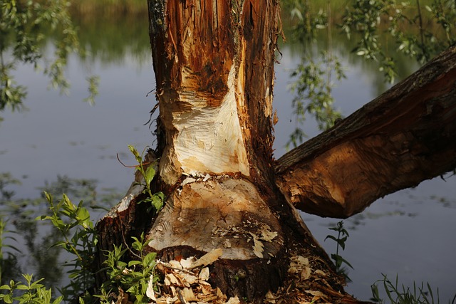 Tallahassee’s Top Mold Cleanup: Save with Expert Water Damage Restoration