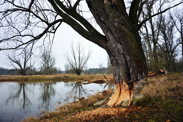 Expert Brandon Flood Cleanup: Quick, Affordable, & Trusted Restoration