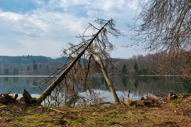 Tallahassee Mold Removal: Efficient Water Damage Repair, Save Now!