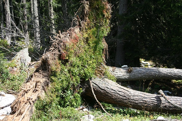 Brandon’s Top Water Damage Repairs: Save Your Office Now, Get a Free Estimate!