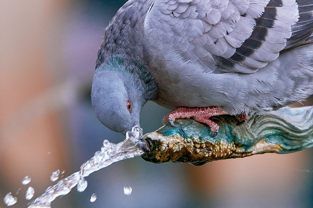 Quick Standing Water Removal: Save Your Boynton Beach Home Now!