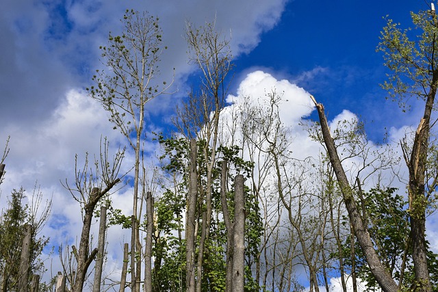 Save Big on Water Damage Repair: Expert Ceiling Drying in Brandon, FL