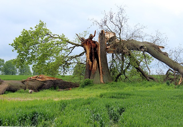 Save Money on Water Damage Restoration in Brandon, FL – Free Estimates & Top Experts at Low Costs