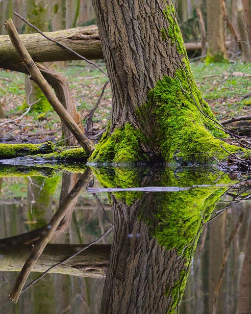 Swift Flood Damage Repair: Save Time, Money with Efficient Carpet Extraction in Brandon FL